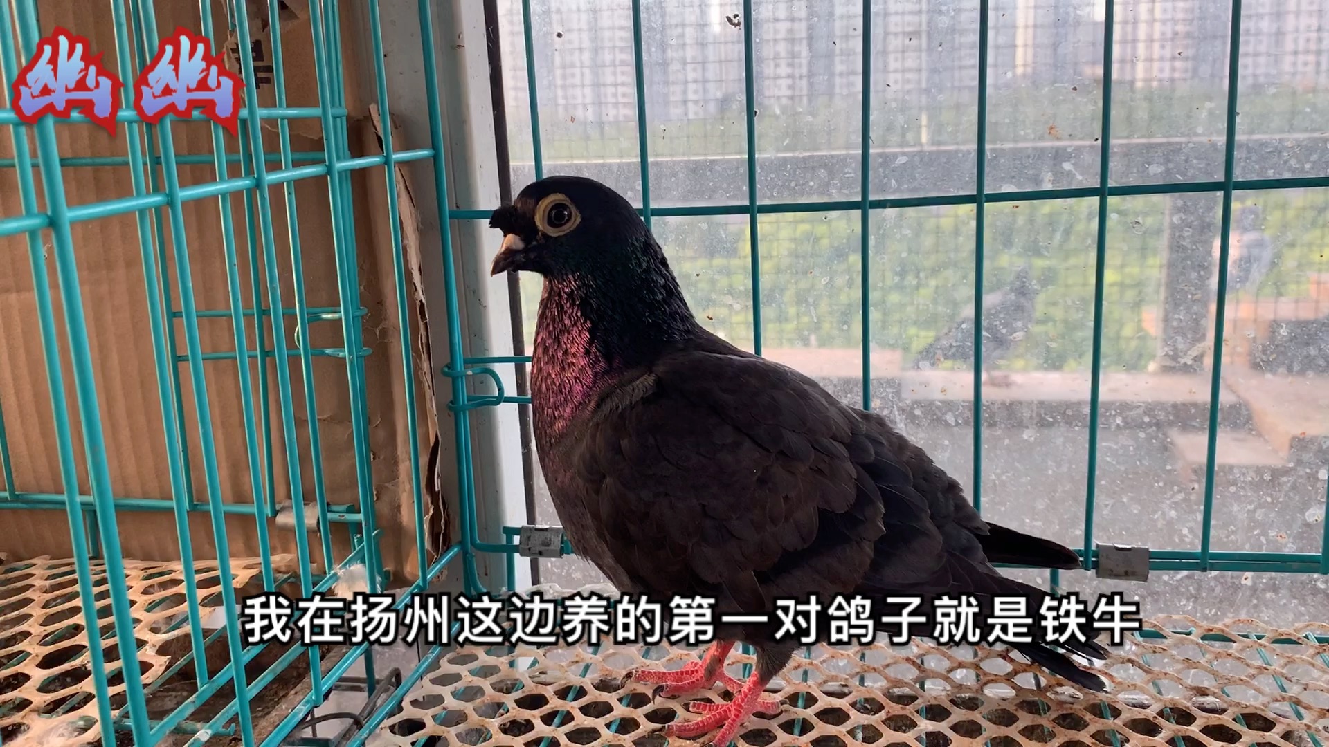 铁牛鸽(小青猫)有两种眼砂你知道吗喜欢铁牛鸽的朋友请评论交流_哔哩