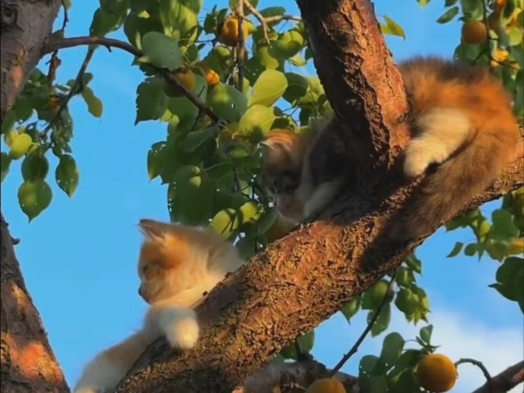 陪小动物过夏天1