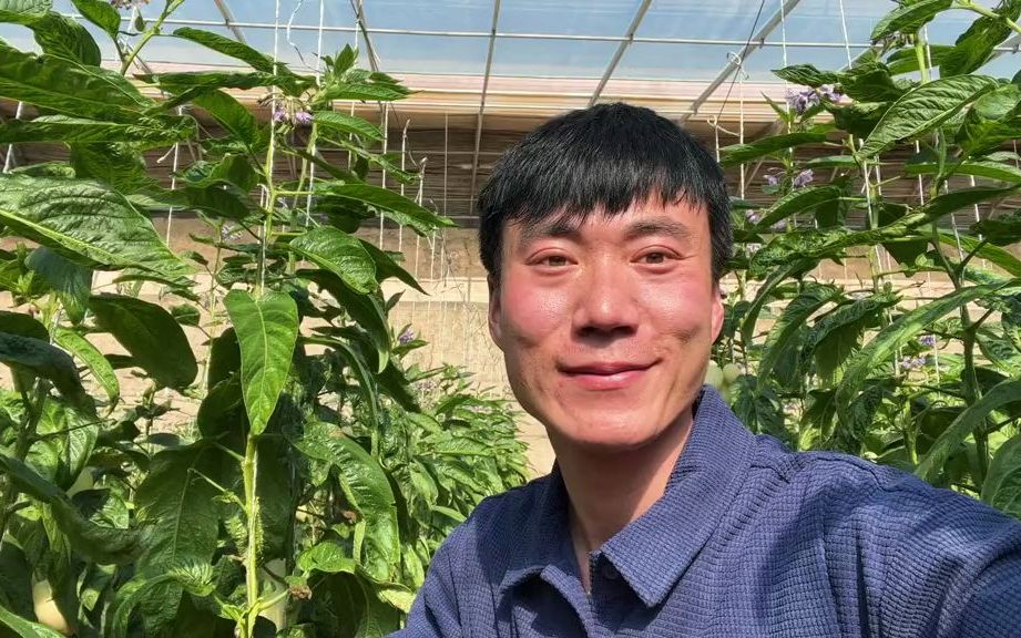 [图]【新农村】很多人说我们甘肃没有人参果！你们看这就是我们甘肃的人参果