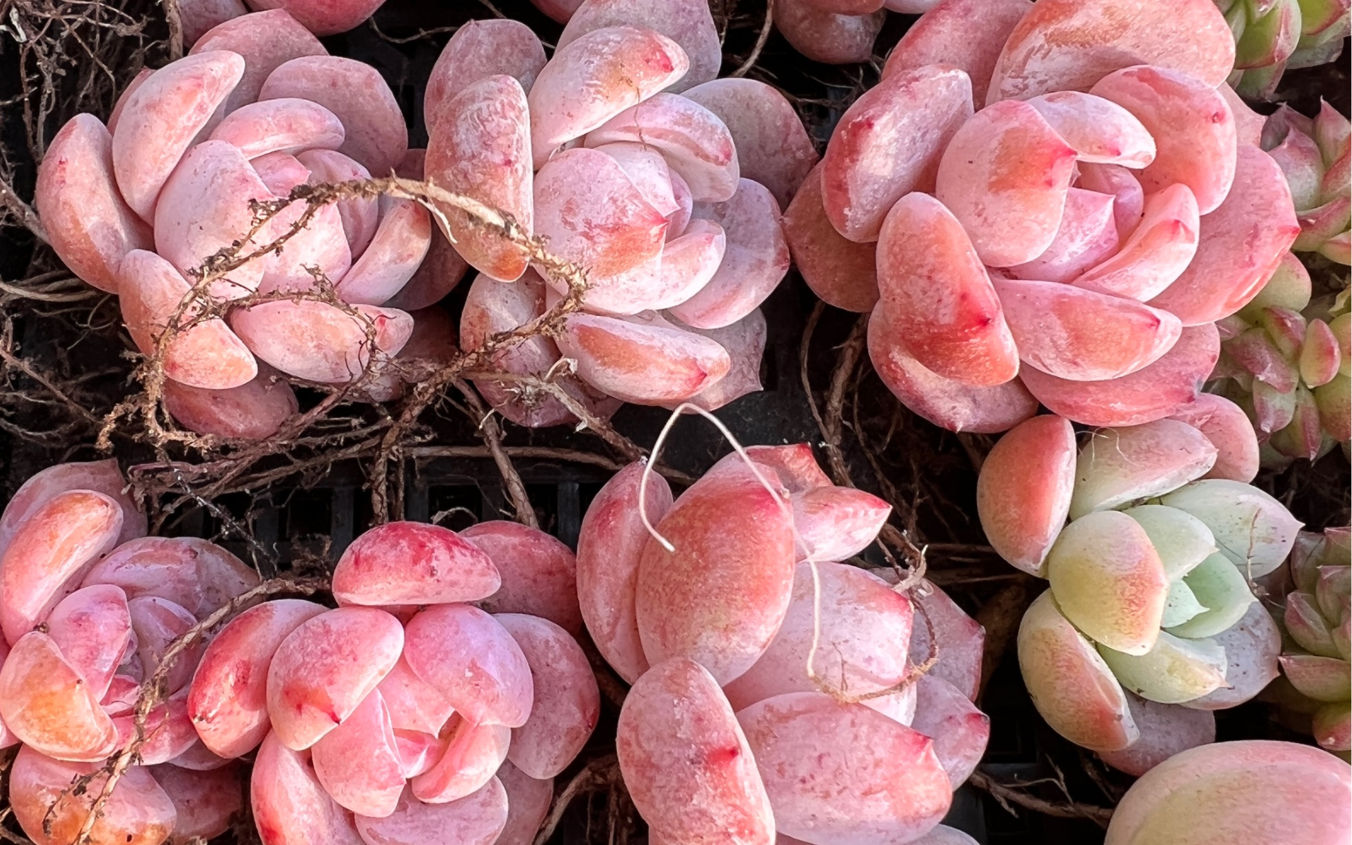 粉透的多肉冰橙,奶油美人,恩宠,天空之城,雪夜,简直爱不释手_哔哩哔哩