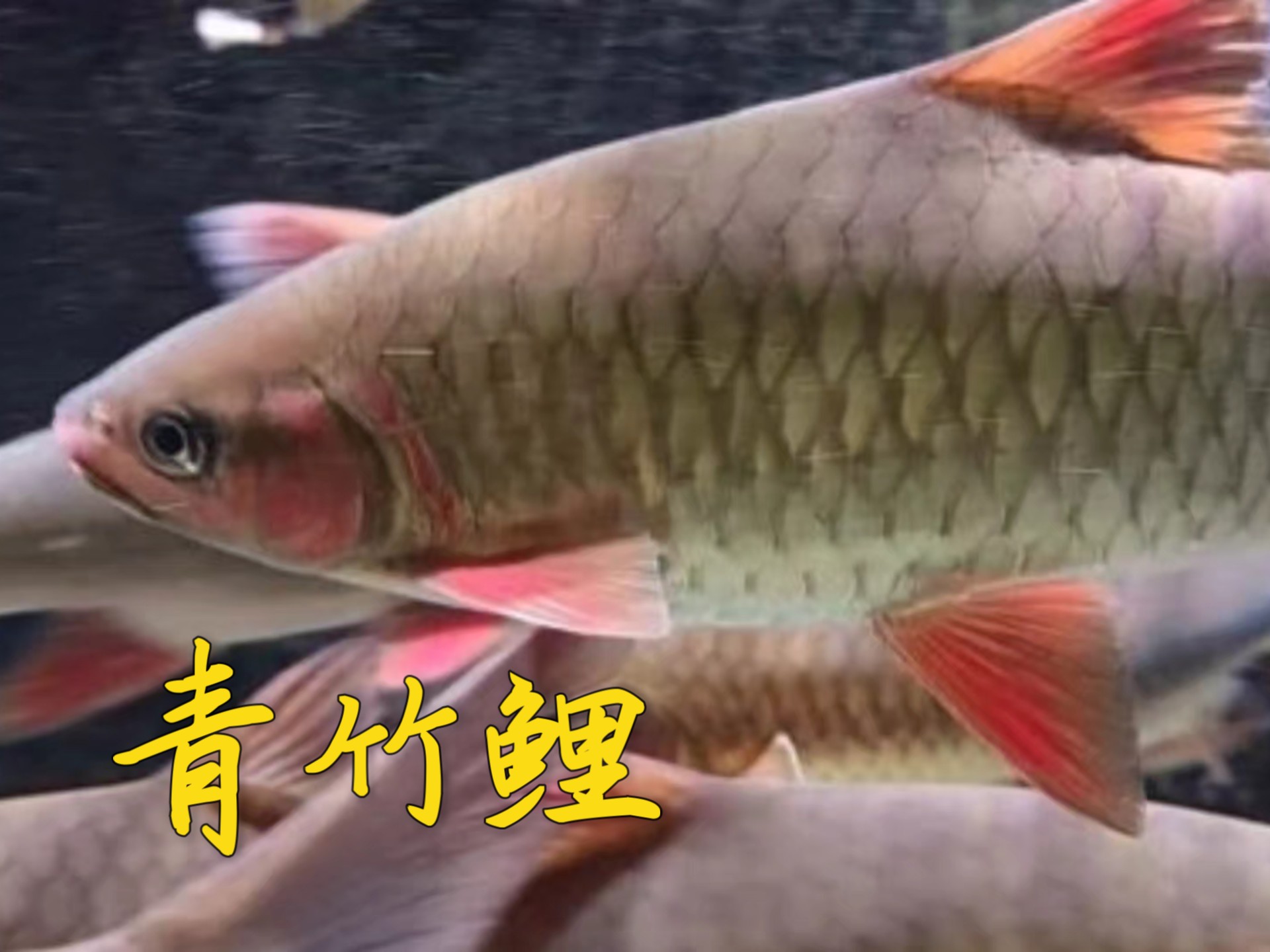 青竹鱼又叫青竹鲤,颜值与美味并存!