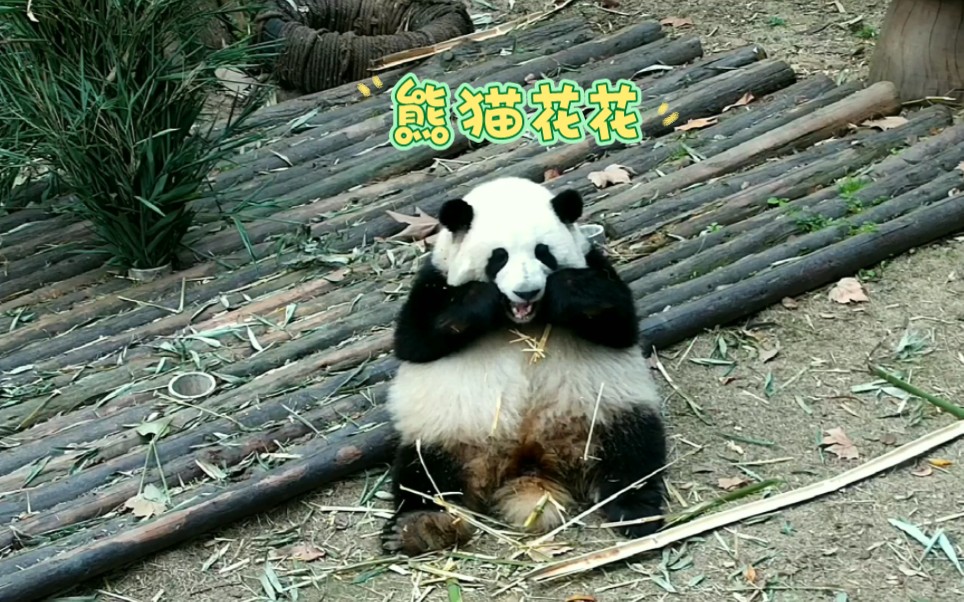 去成都大熊猫繁育研究中心看熊猫,熊猫花花的干饭时间,不愧是熊猫界的