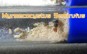 Download Video: 【蜜罐蚁（赭色<待定>）】Myrmecocystus Semirufus