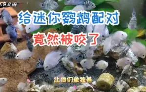 Download Video: 配一对迷你鹦鹉鱼，竟然被它们咬了