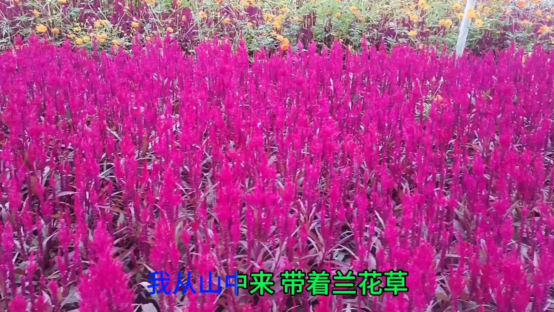 音樂欣賞:《蘭花草》的優美旋律與歌詞