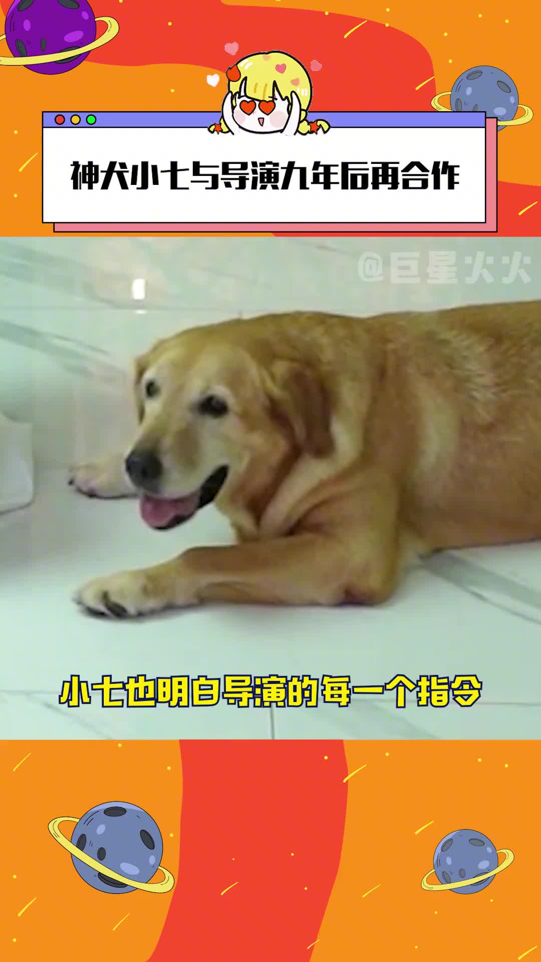 神犬小七与导演九年后再合作 九年前就被神犬小七感动哭,现在就是