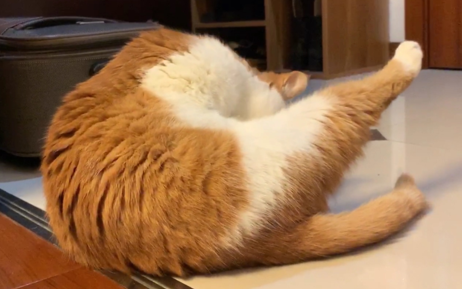 橘猫:不知道说什么好,给大家变个鸡腿吧