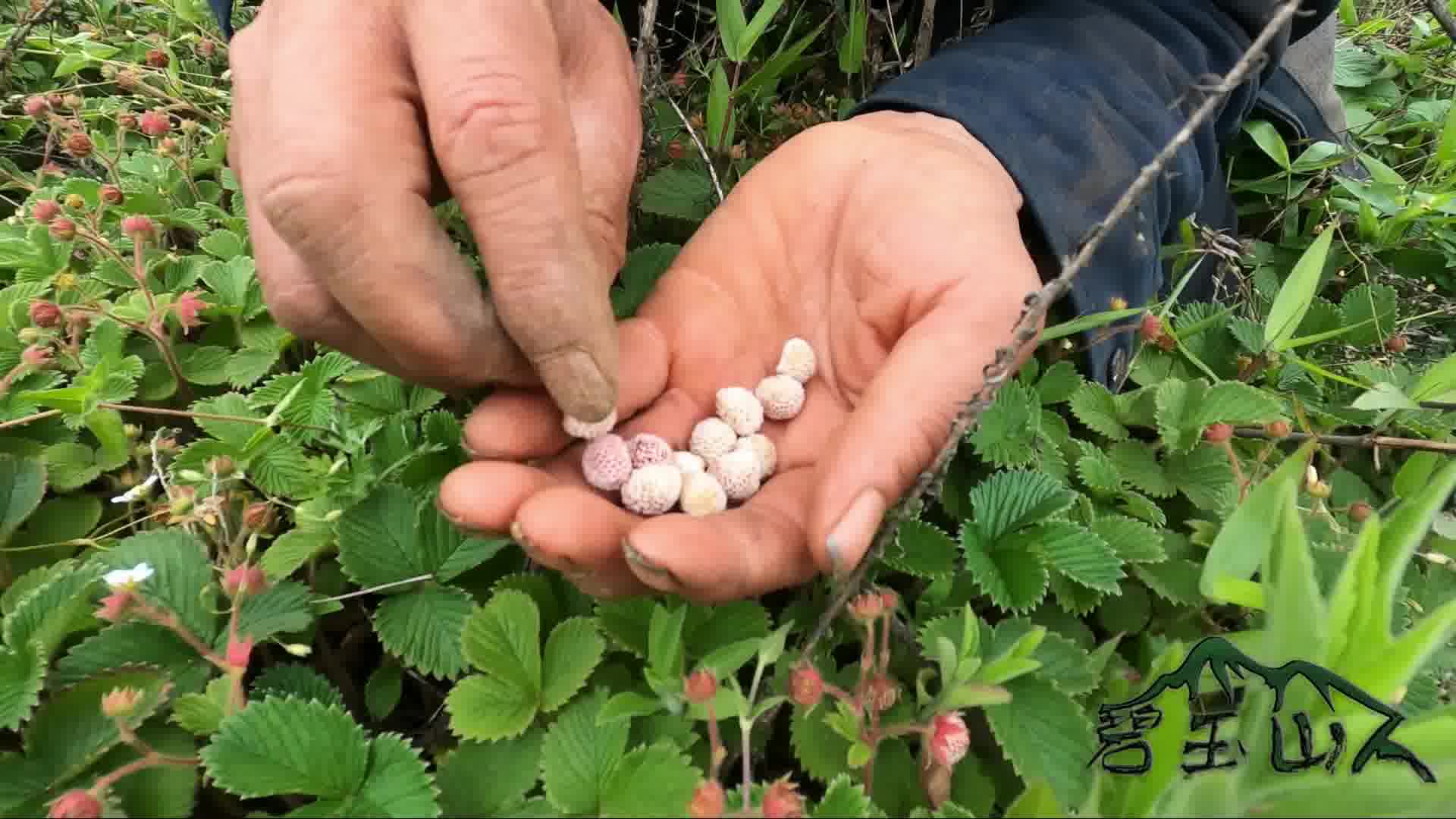 云南大山里有一种野味叫大米泡儿,小伙和老爹特意上山来吃一回
