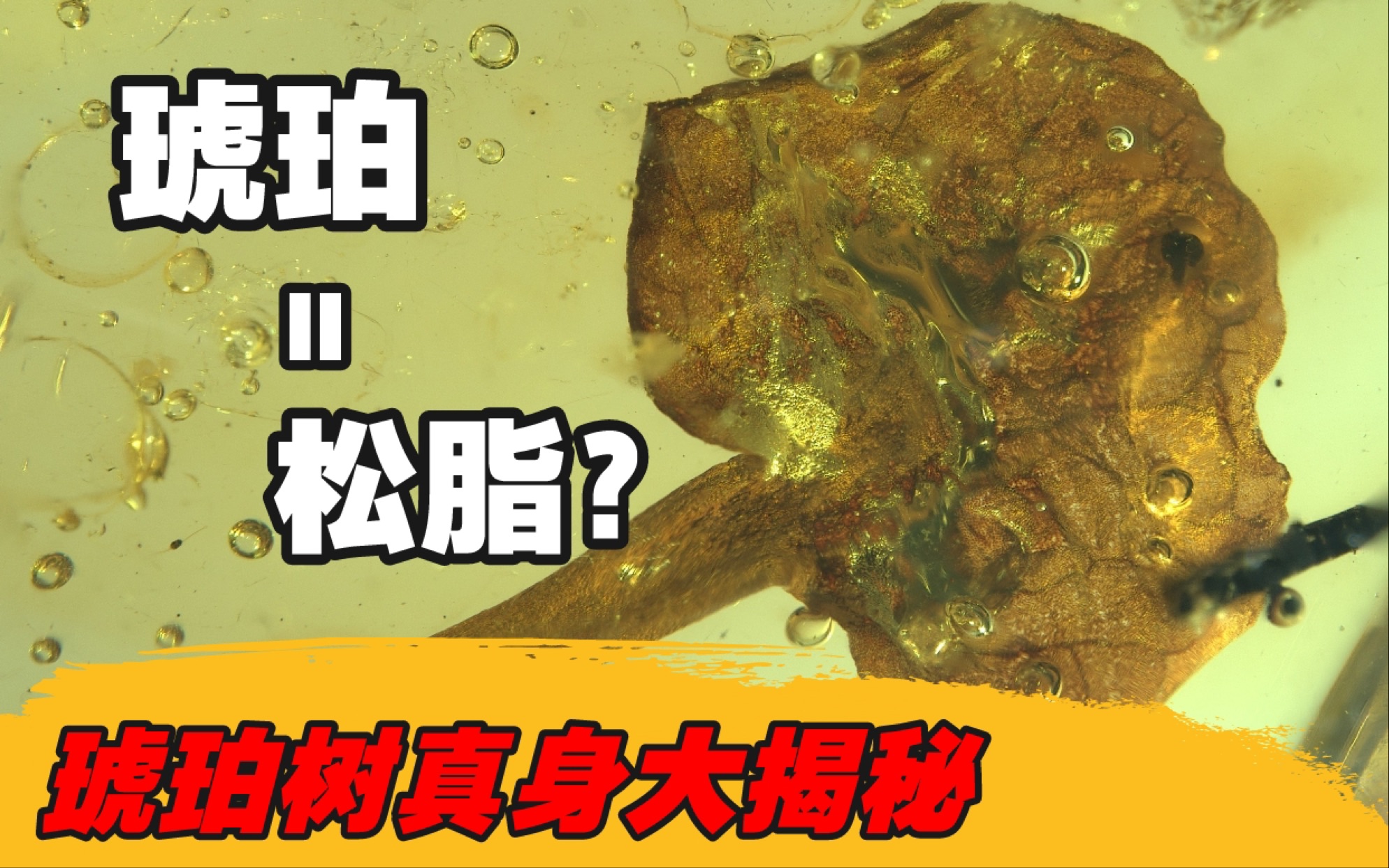 [图]【陈睿】谁说琥珀都有松香味？琥珀树真身大揭秘！