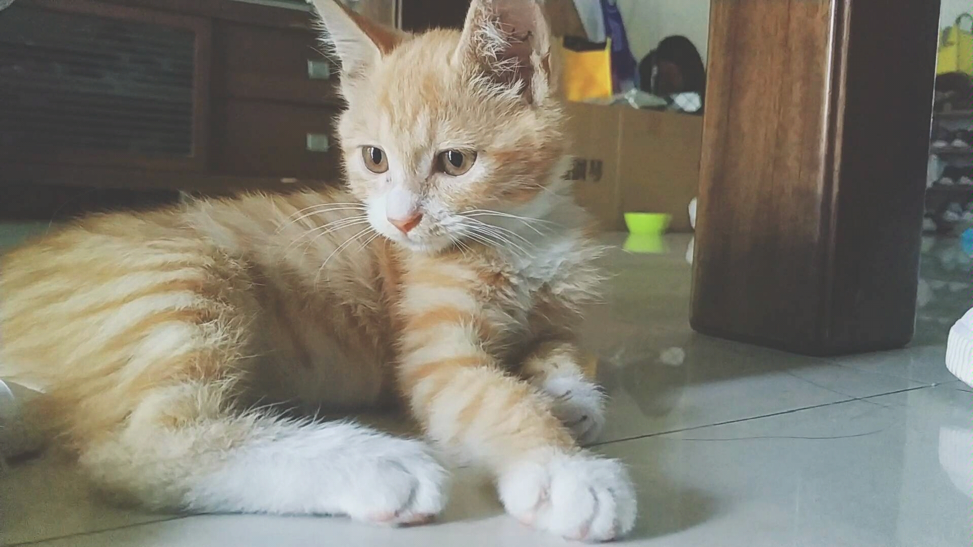 橘猫摇尾巴萌萌哒幼年小橘子