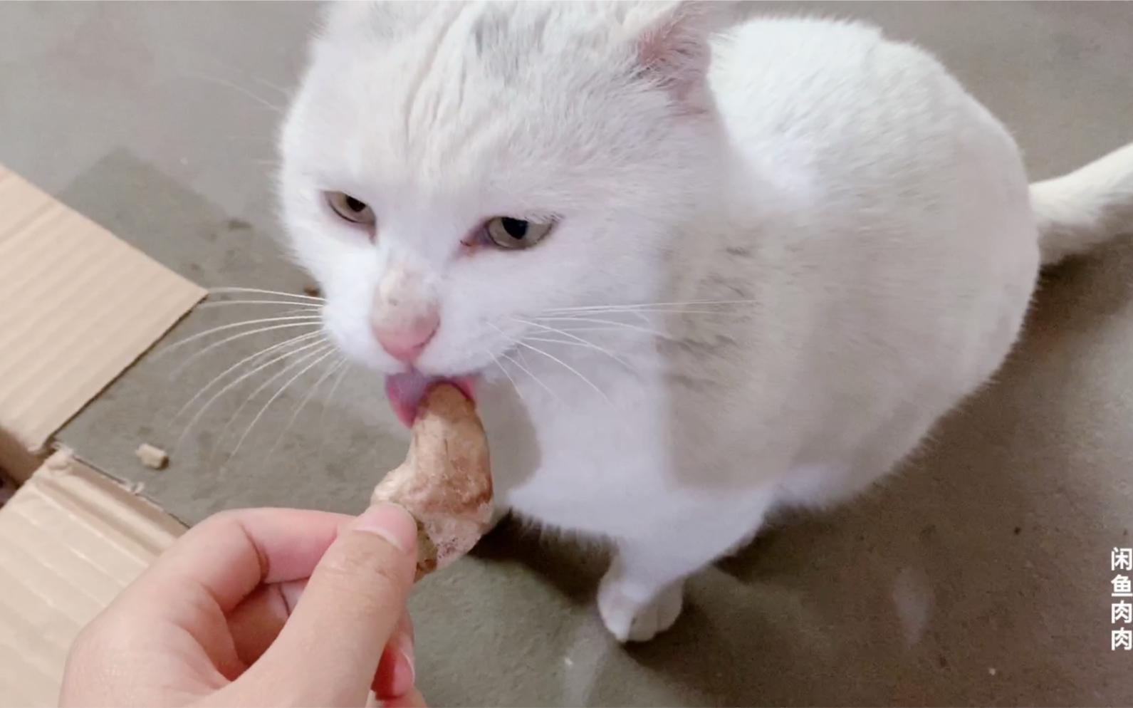 农村终于通快递了,碰瓷翠花第一次吃冻干,一猫一碗,猫生幸福呀