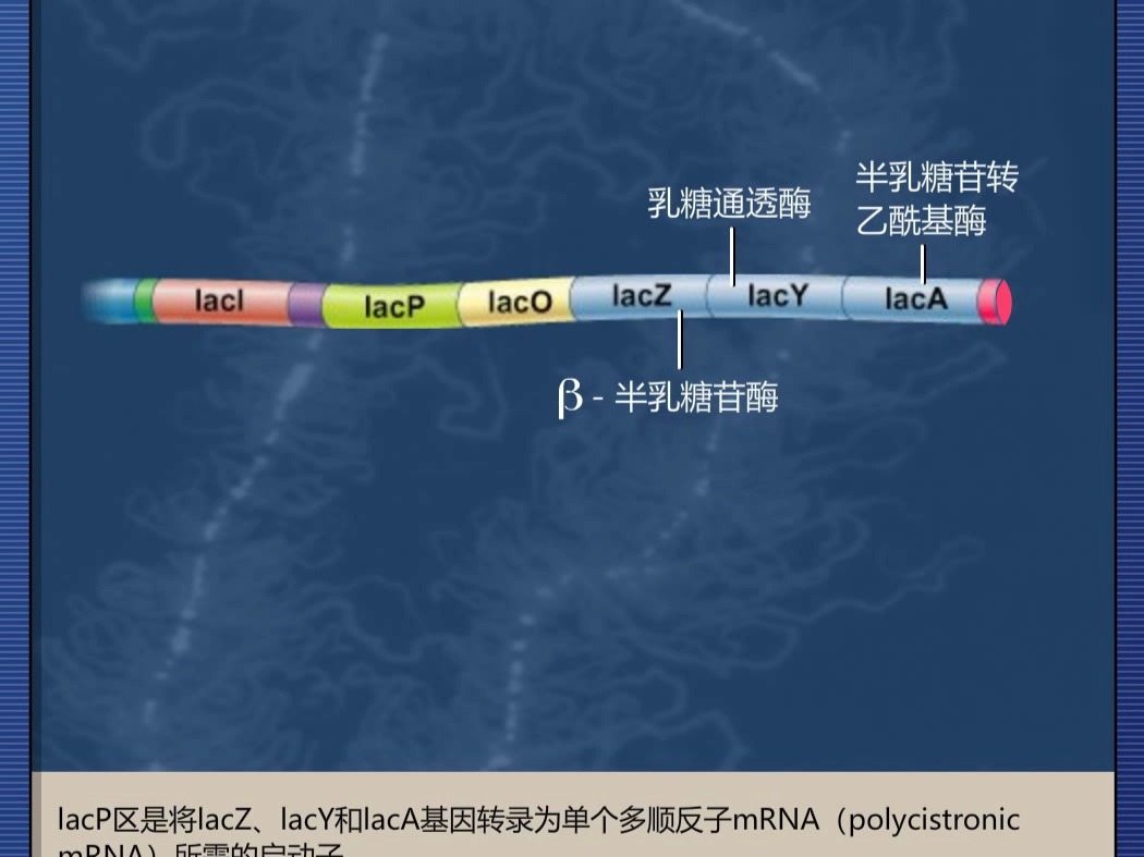 乳糖操纵子哔哩哔哩bilibili