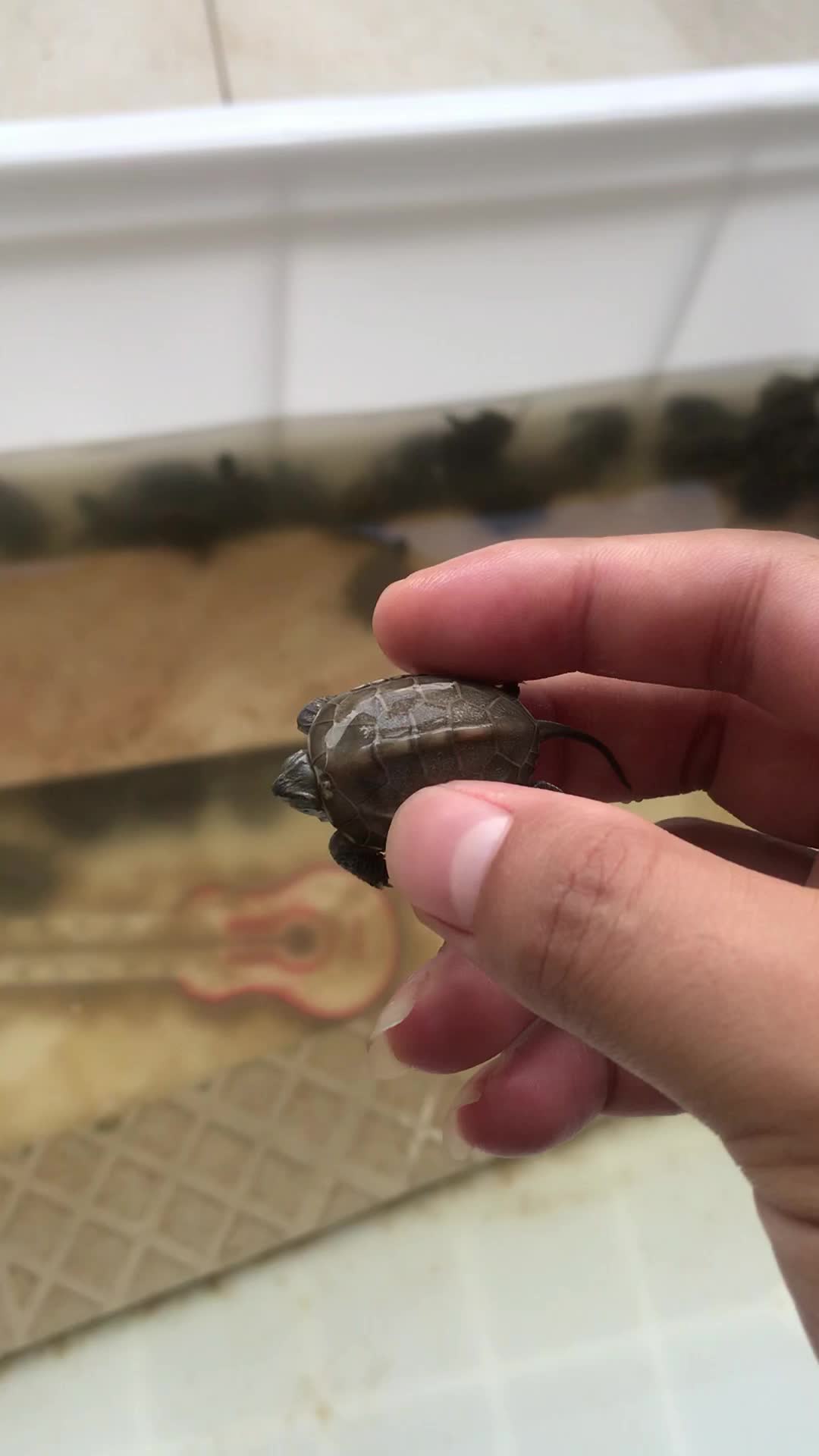 刚死了一只草龟,又发现有想吃石头的!这怎么养?_哔哩哔哩_bilibili