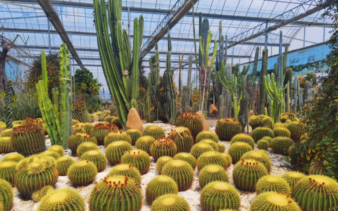 中国杭州多肉博物馆