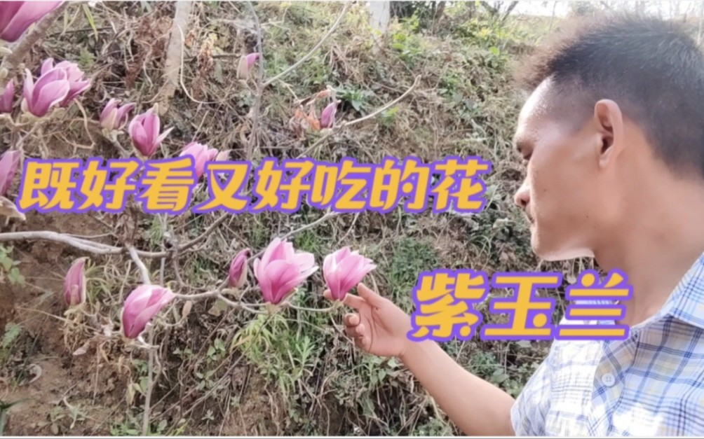 [图]赏花不如吃花，云南特色美食玉兰花