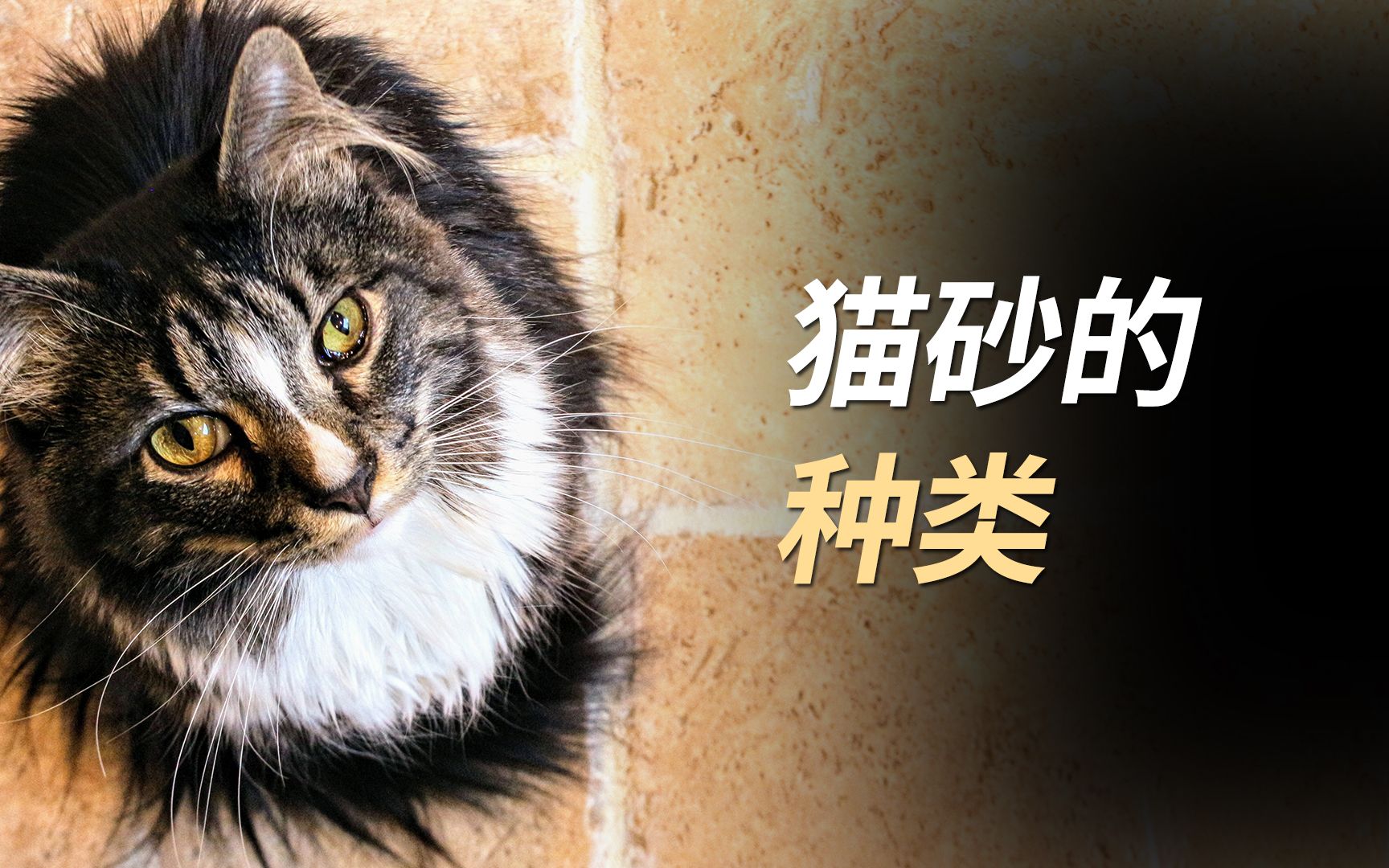 猫砂的种类与特征.哔哩哔哩bilibili