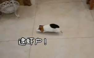 猪猪跑酷