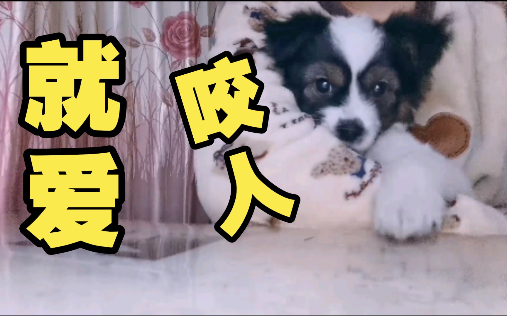 可爱的狗都喜欢咬人?