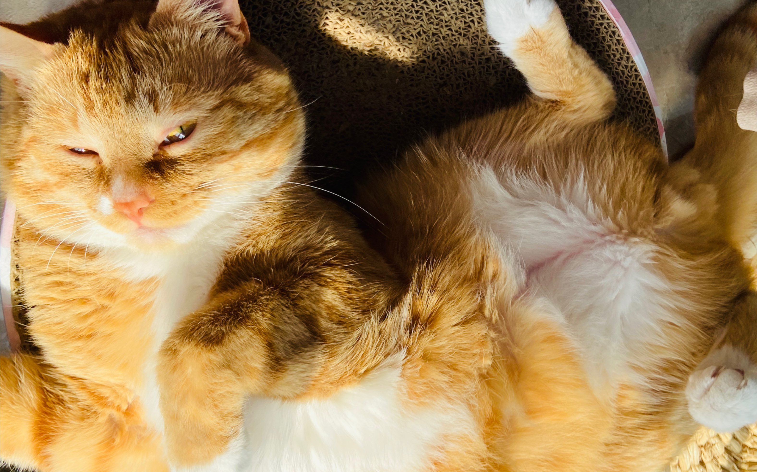 【大橘为重】邀请大家来看一只可可爱爱的小橘猫