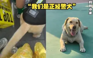 Download Video: 女子被警犬尾巴“狂扇”，西安公安发来道歉视频：我们是正经警犬