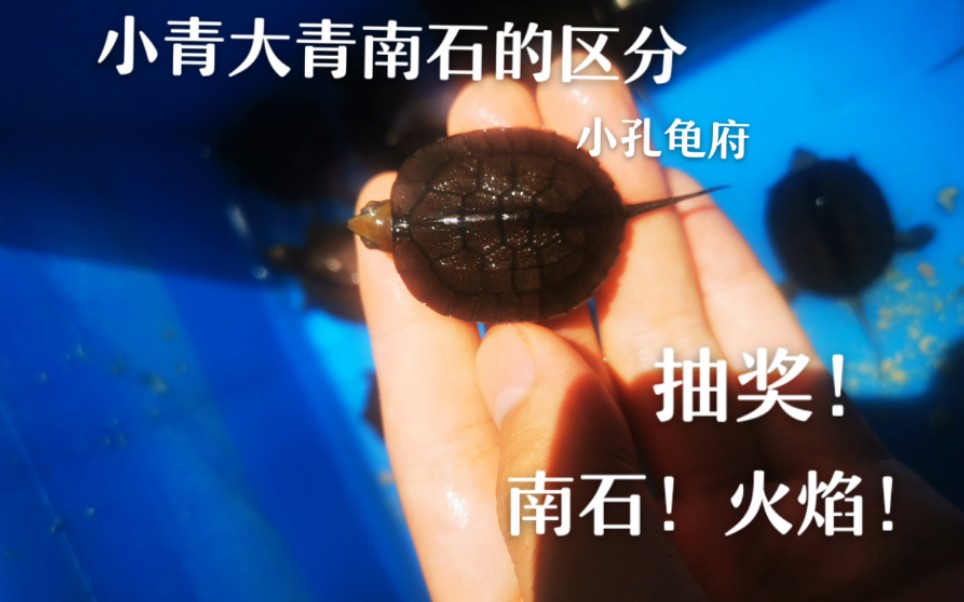 小孔龟府小青南石大青的区分顺便福利抽奖