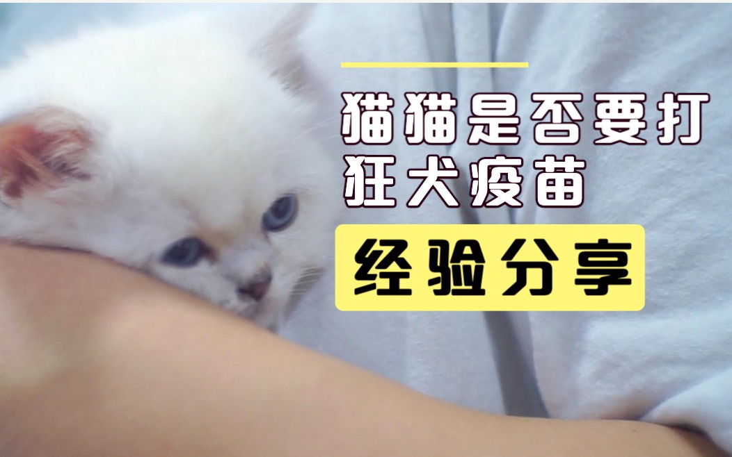 养猫必看:猫咪是否需要接种狂犬疫苗哔哩哔哩bilibili