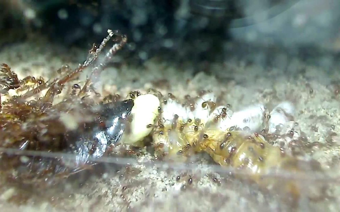 【antscanada】产卵中的蟑螂被红火蚁吞噬