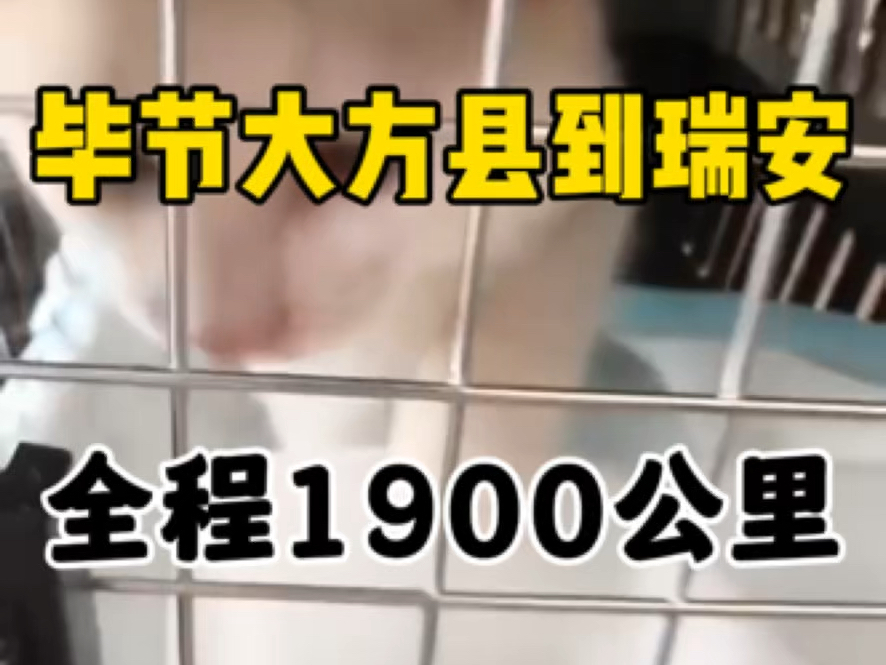 贵州毕节市大方县到温州瑞安宠物托运,全程1900公里.上门接送一只小猫,不负客户的信任与支持,平安到家.哔哩哔哩bilibili