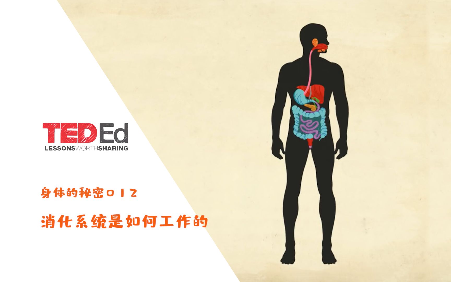 [图]【中英双语】【TED-Ed身体的秘密】012消化系统是如何工作的