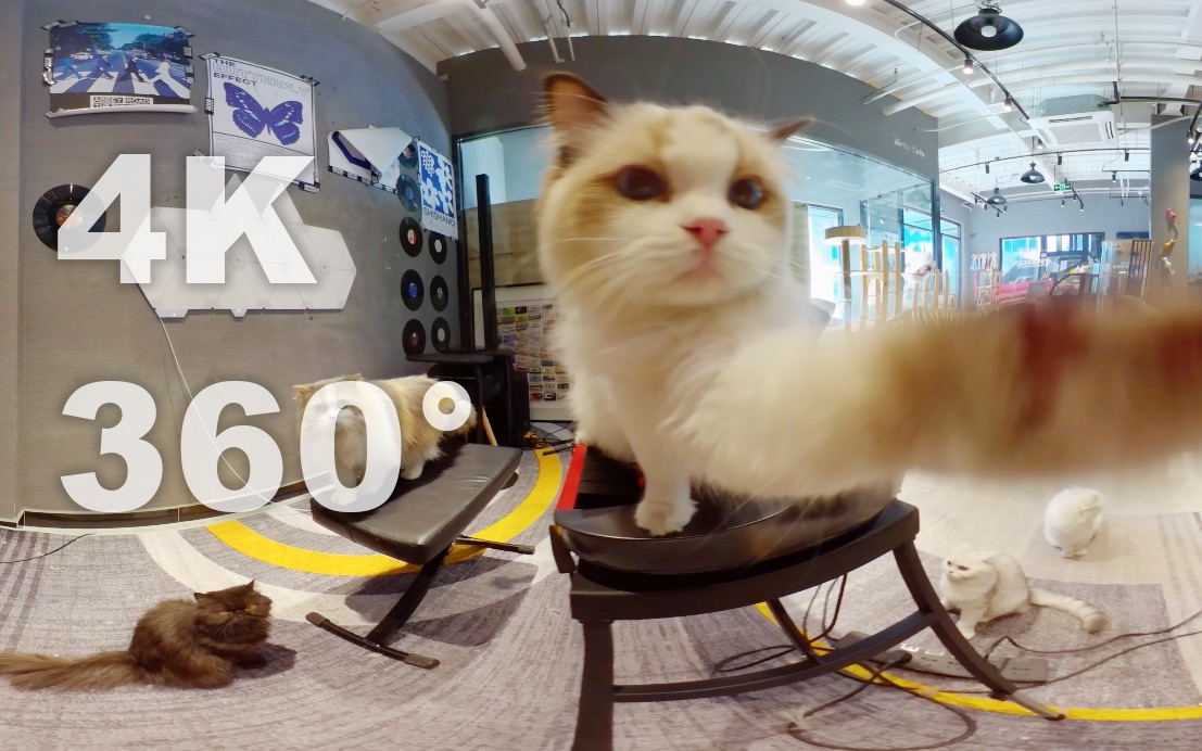 [图]360°全景体验被猫猫环绕调戏的快感