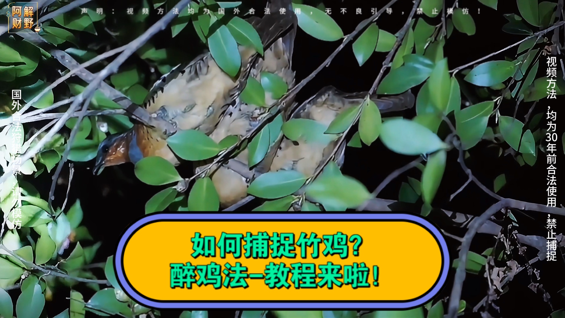 如何捕捉竹鸡?醉鸡法-教程来啦!