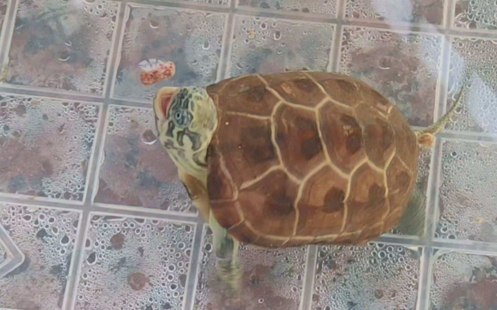 【虎纹草龟】长大了就好养很多,从苗带大还是麻烦