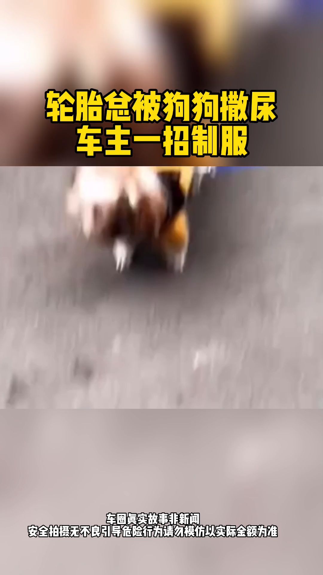 轮胎总被狗狗撒尿,车主一招制服哔哩哔哩bilibili