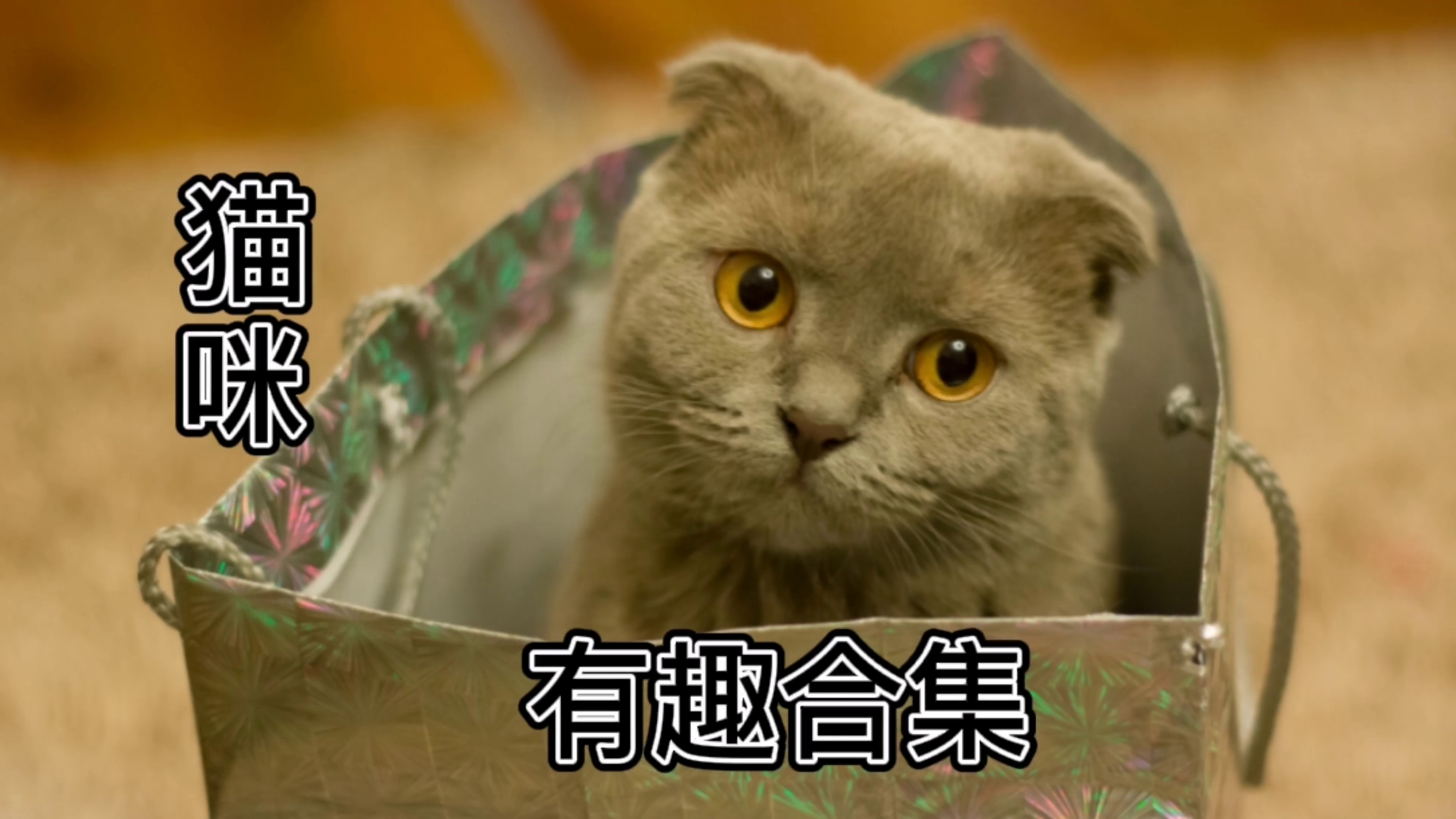 搞笑猫咪合集,这些猫的智商都被吃了吧?哔哩哔哩bilibili