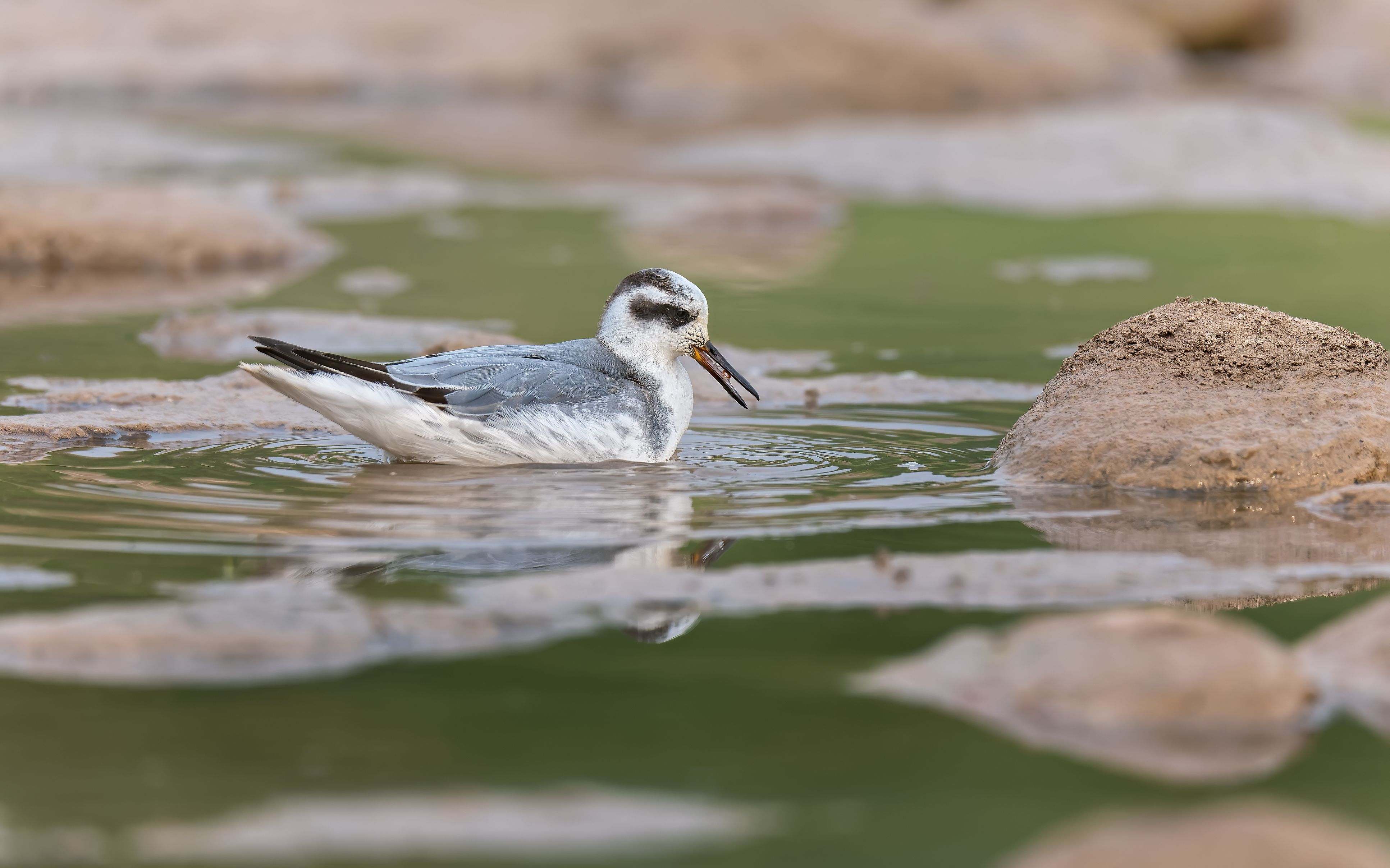 灰瓣蹼鹬来自北冰洋的候鸟