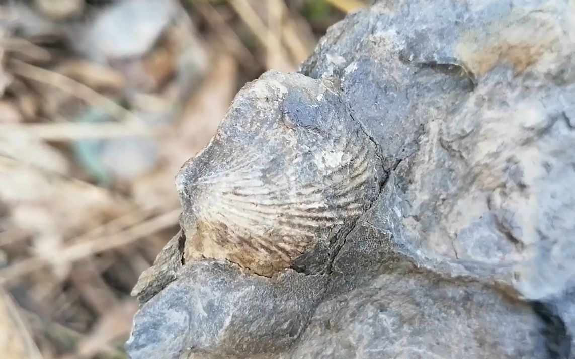 探寻古生物化石哔哩哔哩bilibili