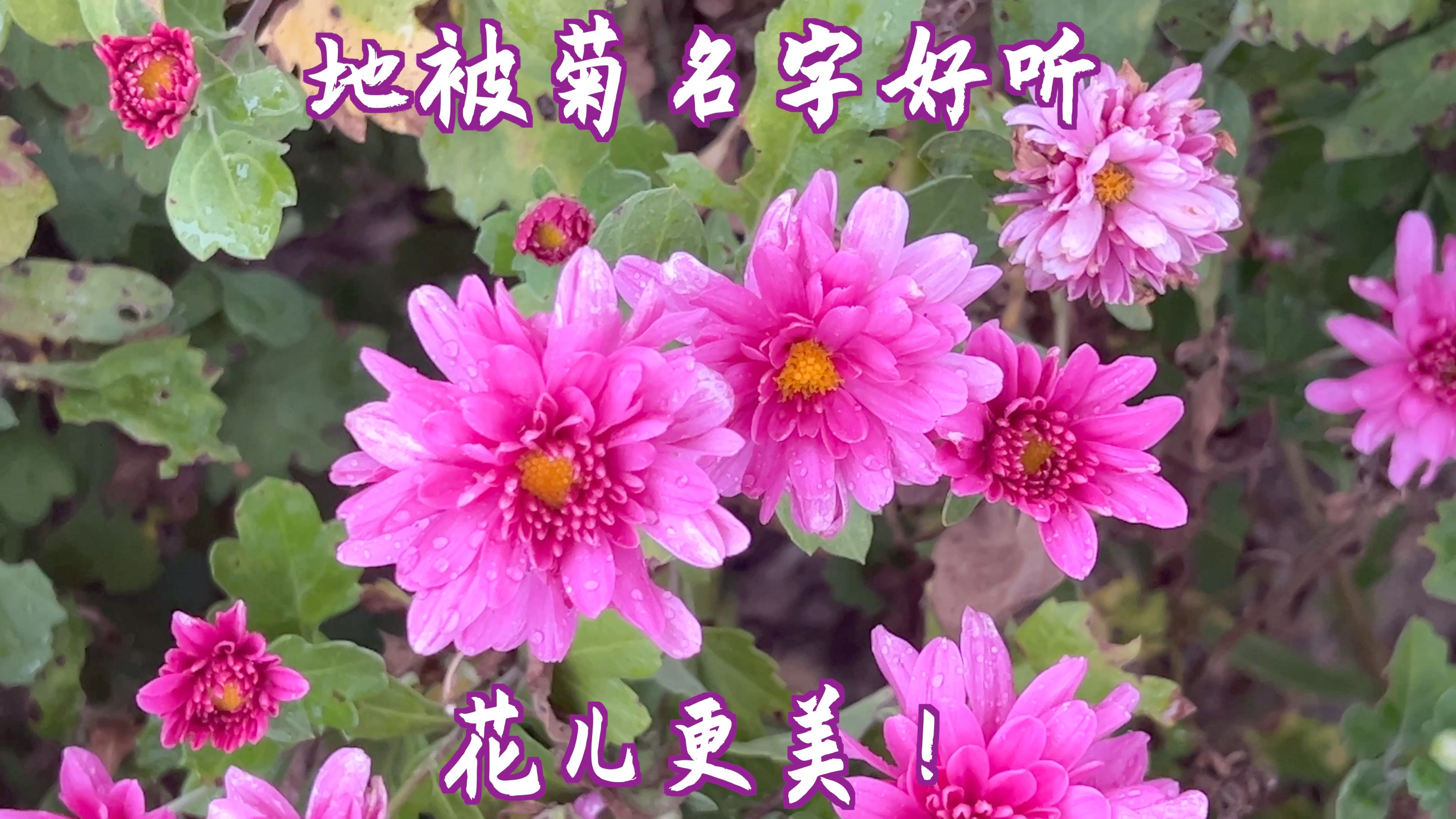 地被菊:名字好听,花儿更美!哔哩哔哩bilibili