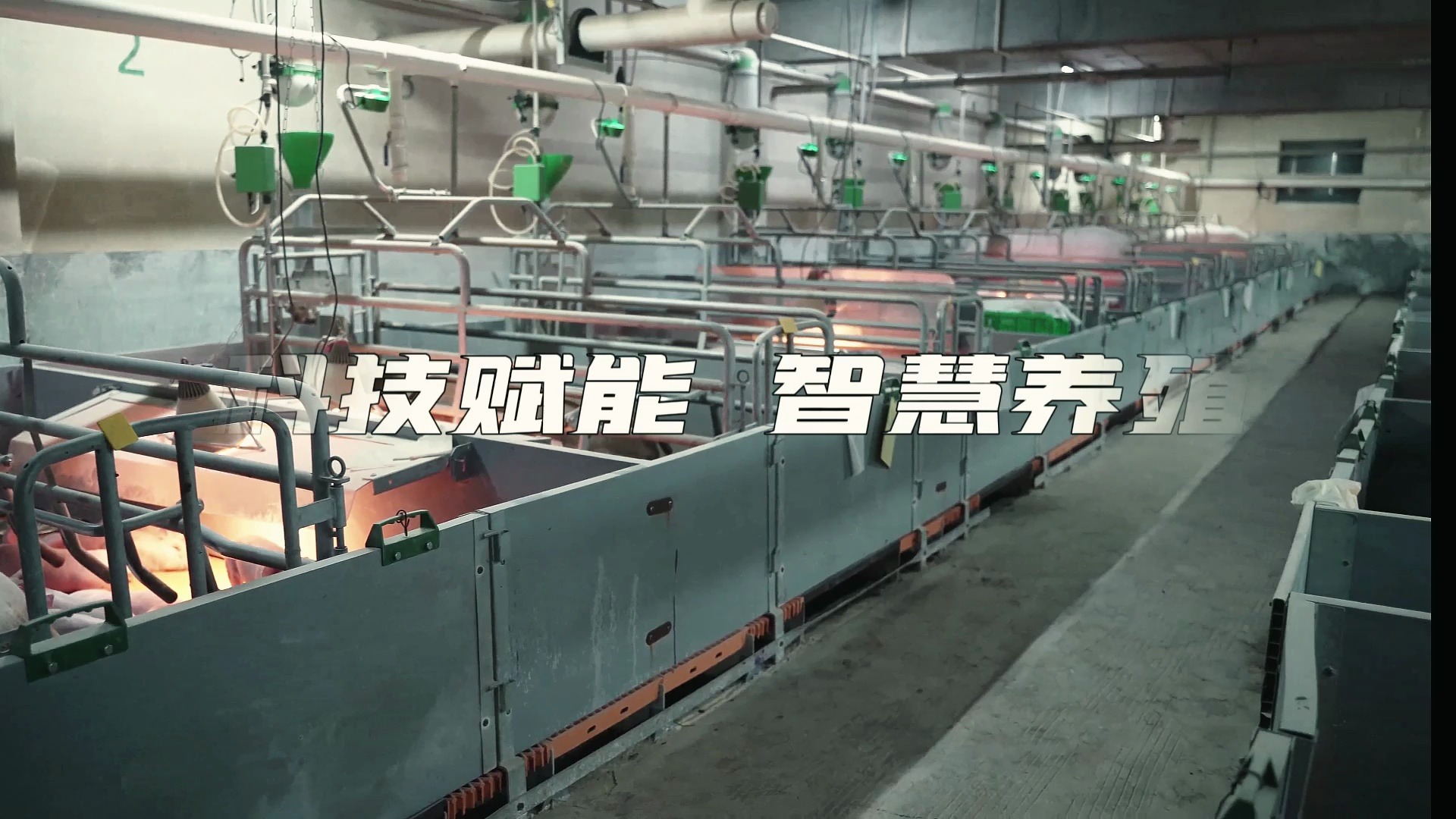 30s带你参观扬翔智能设施楼房猪场!