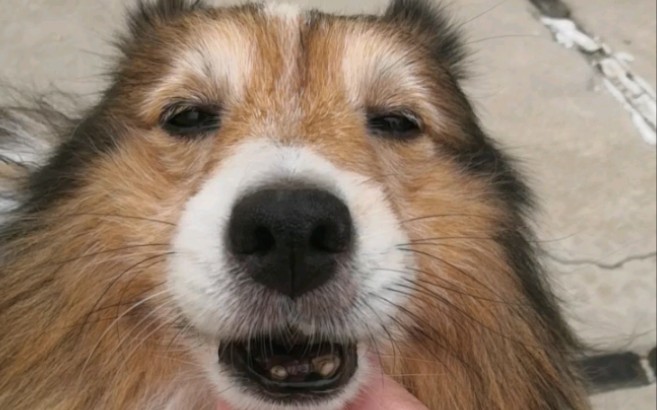 【喜乐蒂】拍脑袋的快乐(手动狗头)_哔哩哔哩_bilibili