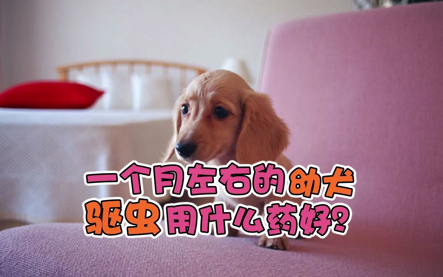 一个月左右的幼犬驱虫用什么药好哔哩哔哩bilibili