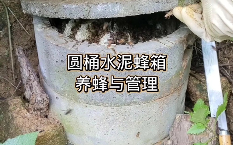 水泥蜂箱养殖蜜蜂