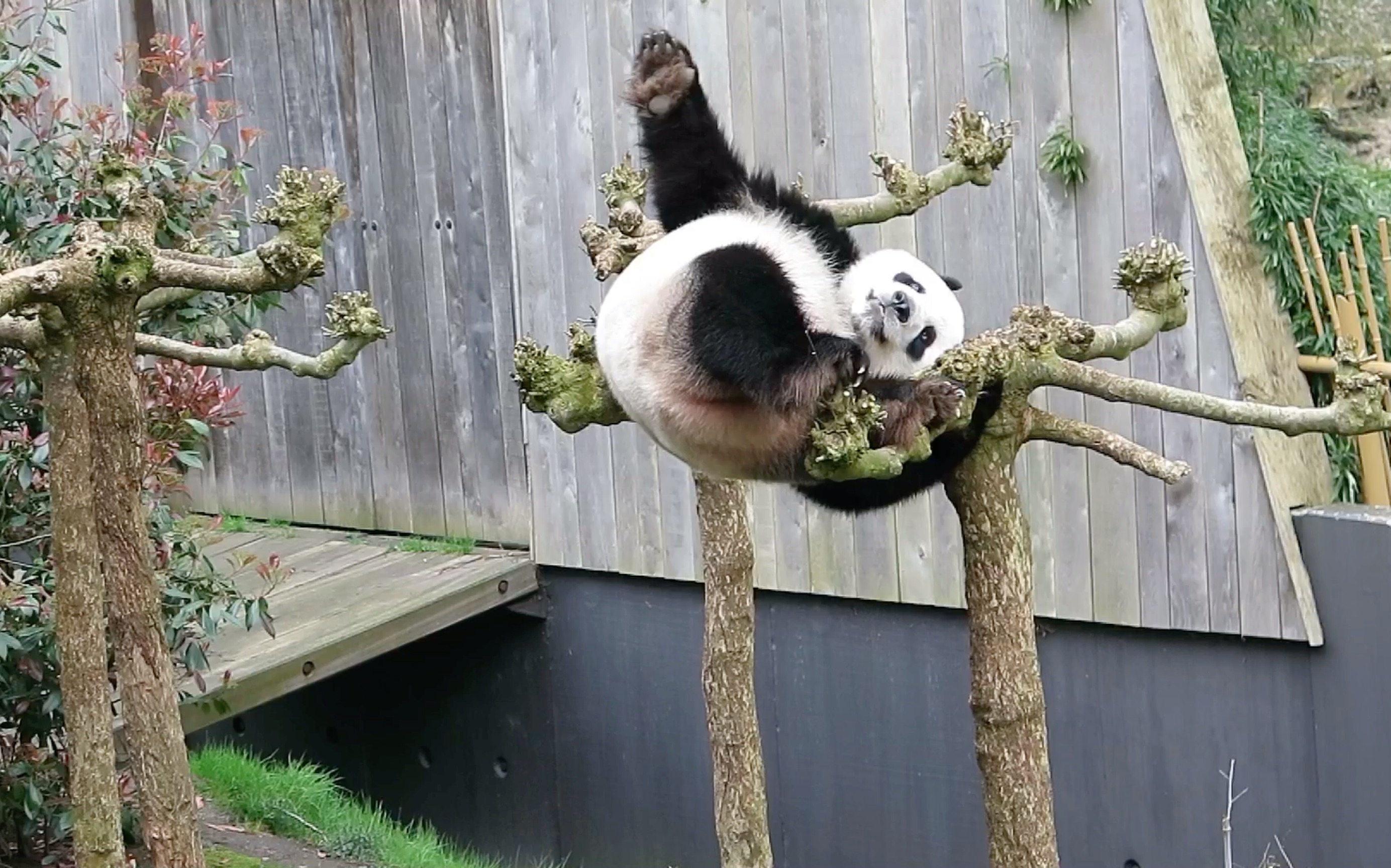 【大熊猫武雯】没见过熊猫练瑜伽啊,干嘛大惊小怪!