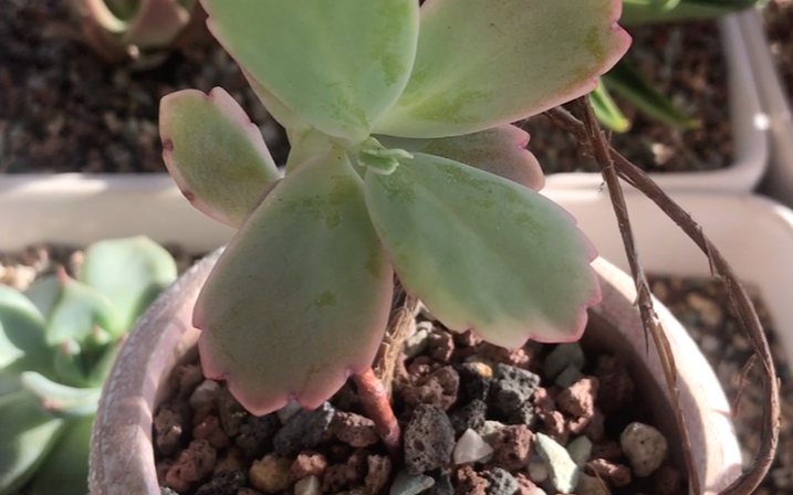 多肉植物 玉吊钟 Kalanchoe fedtschenkoi Rosy Dawn 也叫蝴蝶之舞 原产地为马达加斯加岛 生长在阳光充足干燥的热带环境哔哩哔哩bilibili