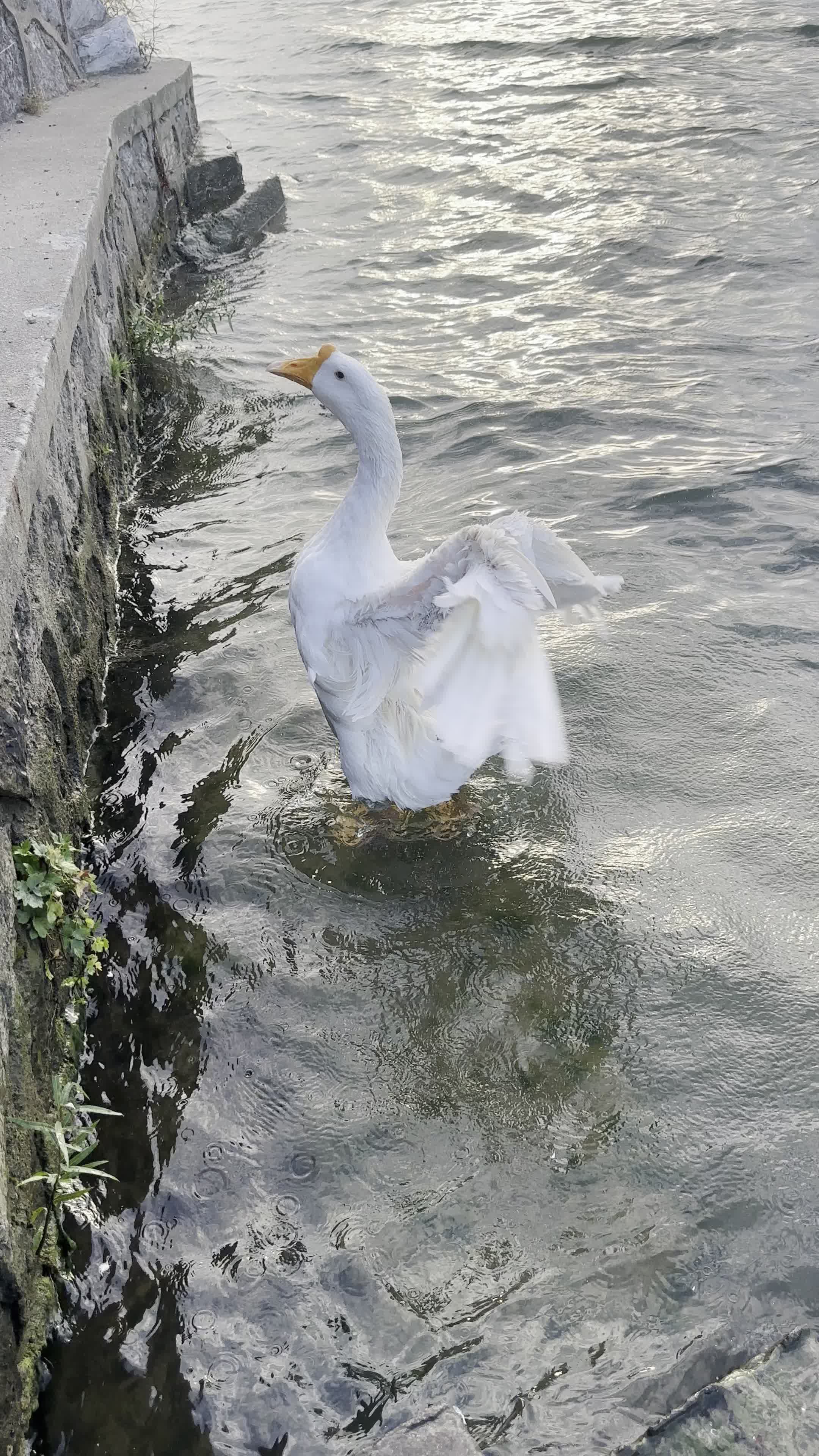 每天一澡的鹅鹅!
