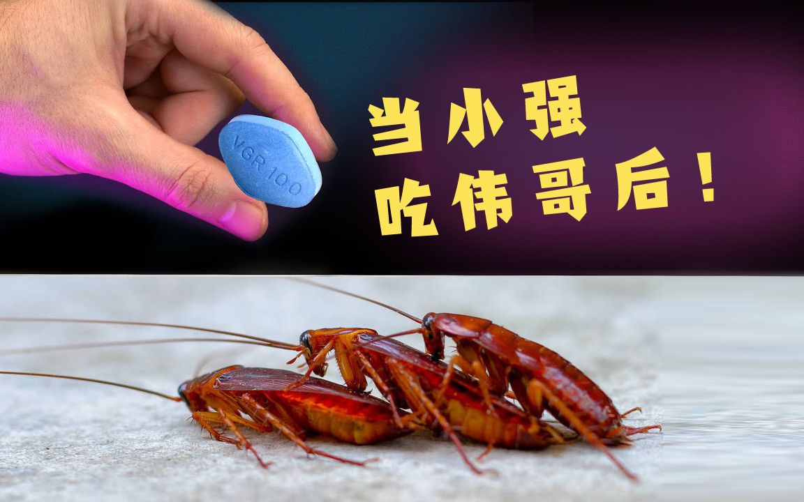 当小强吃到伟哥后98