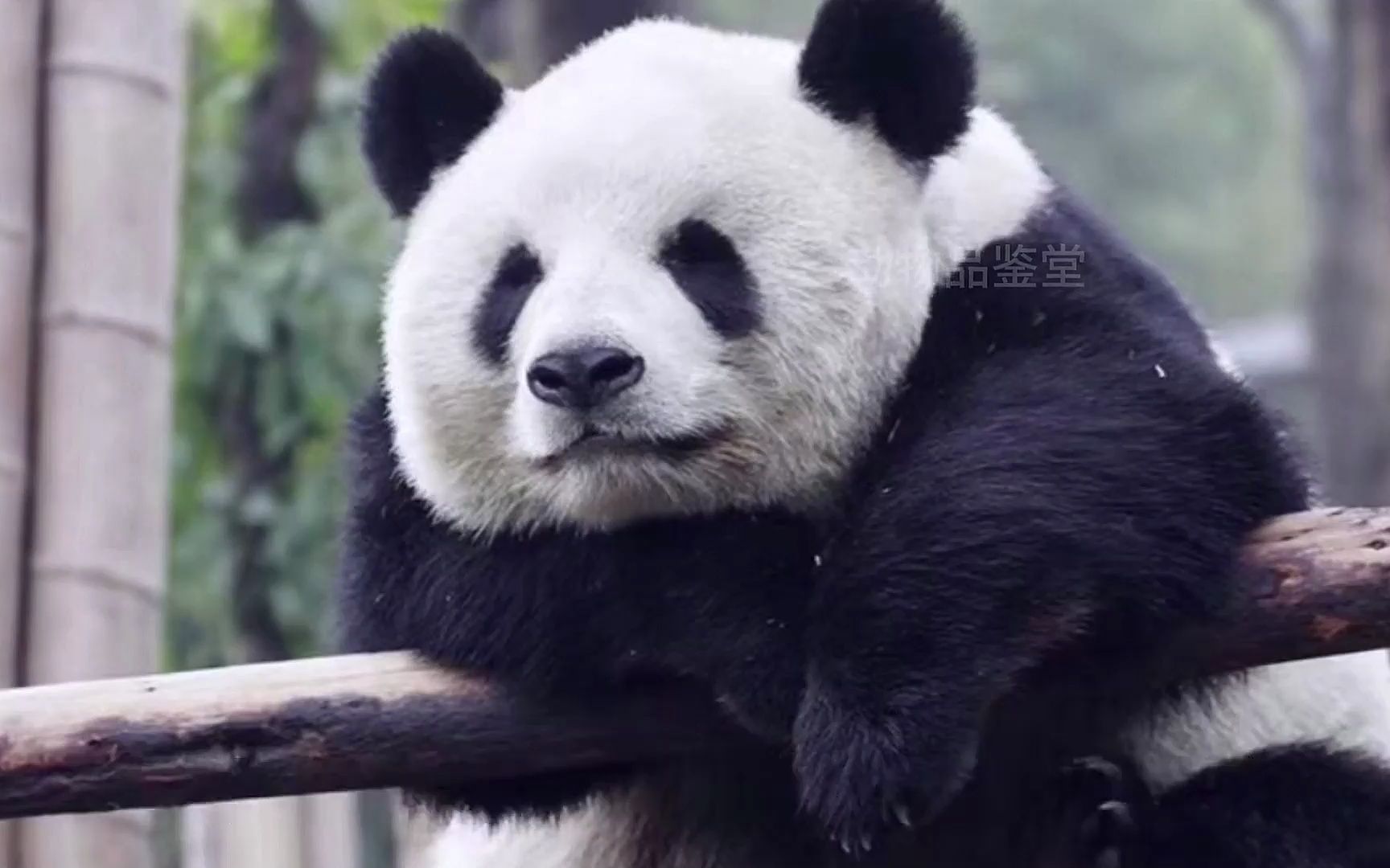 北动11只大熊猫合集,个个都是顶流网红,花点点大多网友没见过
