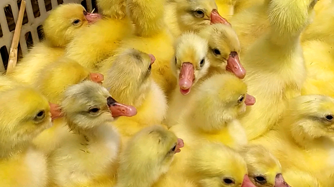 你见过小鹅吗,竟是黄色的.