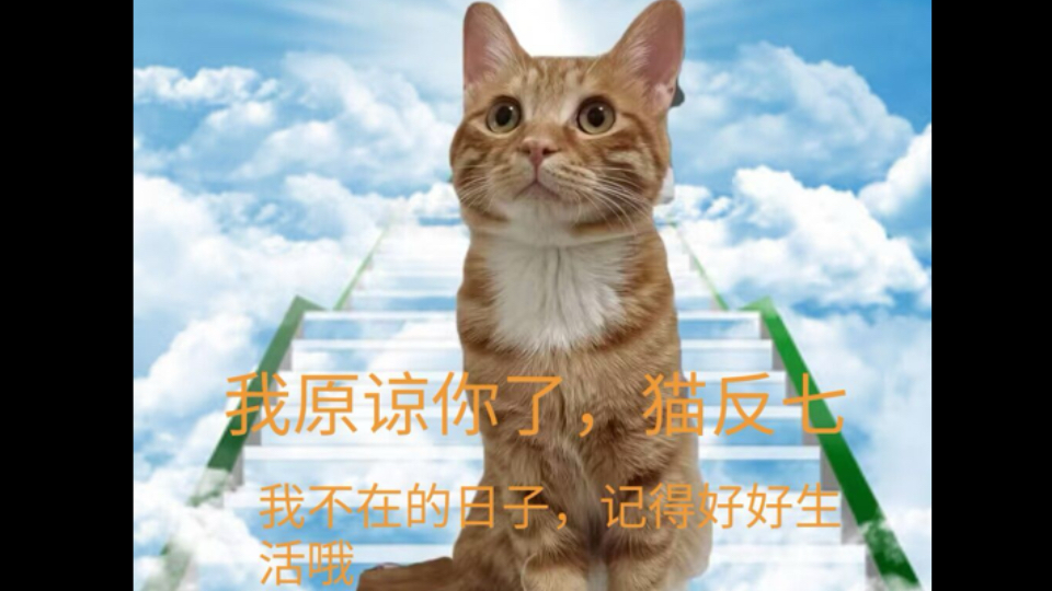 猫反七,我不在的日子要好好生活哔哩哔哩bilibili