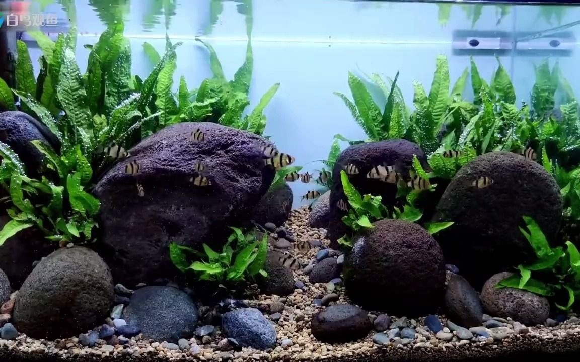 绝对适合懒人的自然风格水族造景,水草只使用了铁皇冠,值得学习-超清
