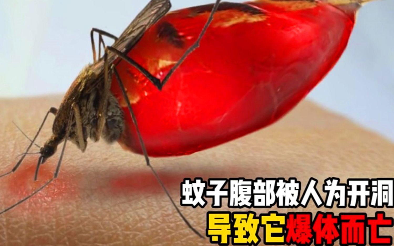 蚊子腹部被人开了一个洞,它一边吸血一边漏,最终"爆体而亡"